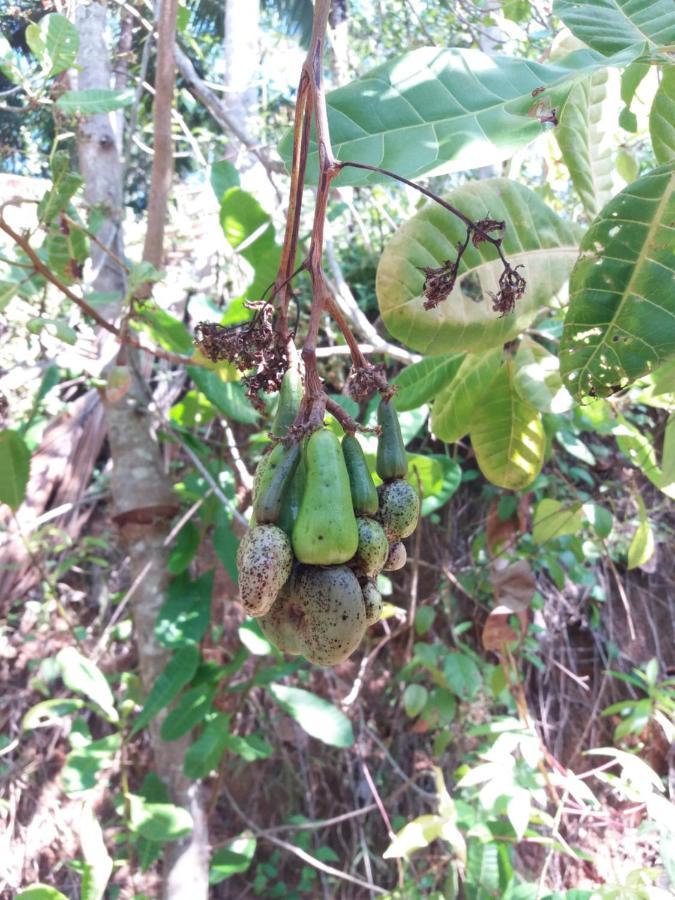 Cashew Villa Hiriketiya Zuid-Dikwella Buitenkant foto