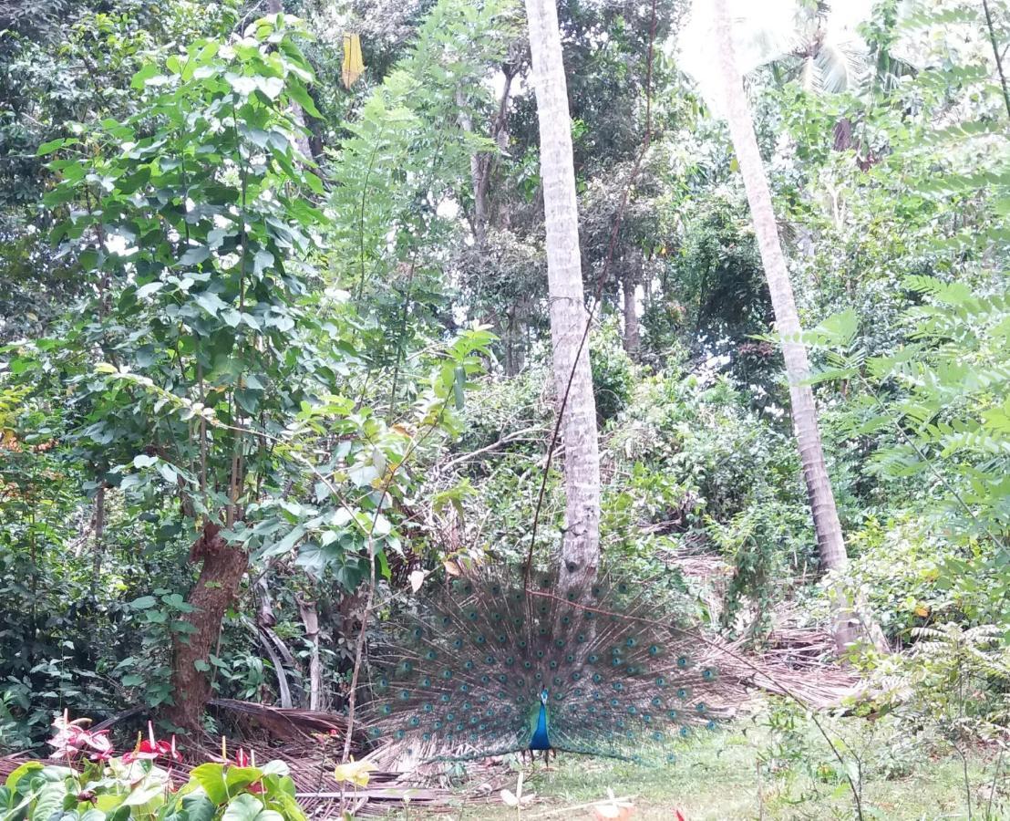 Cashew Villa Hiriketiya Zuid-Dikwella Buitenkant foto