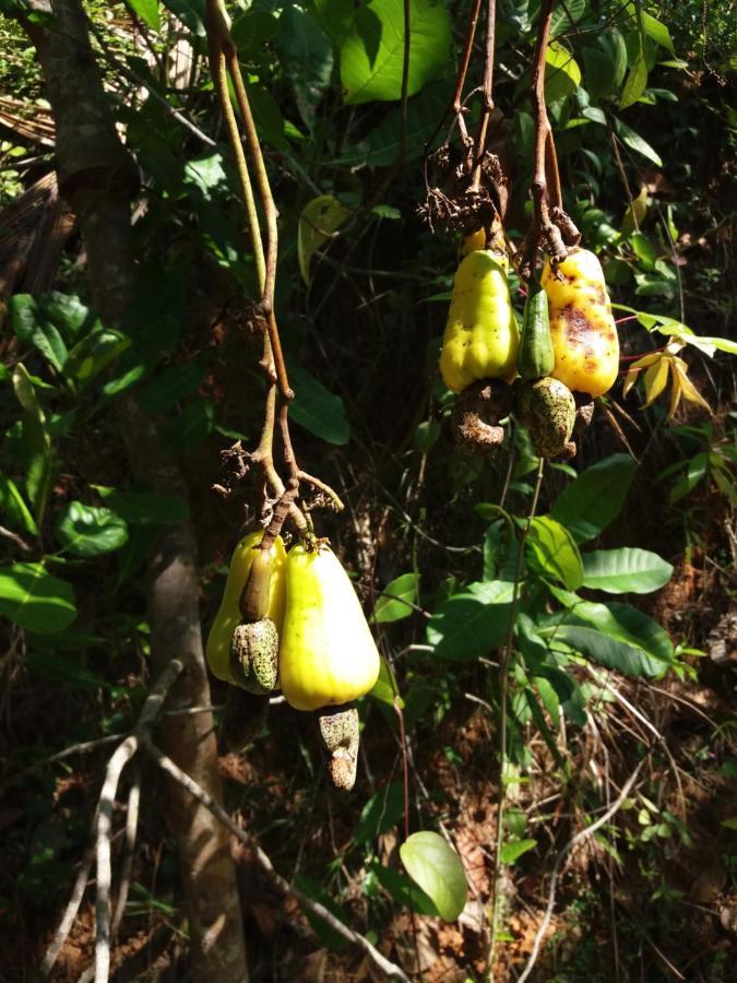 Cashew Villa Hiriketiya Zuid-Dikwella Buitenkant foto