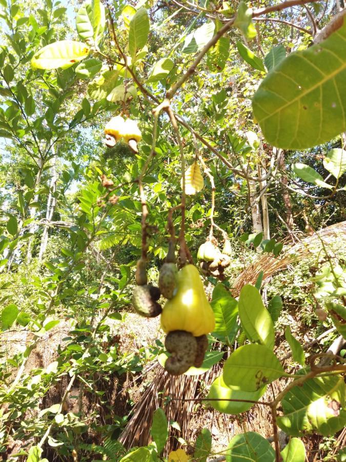 Cashew Villa Hiriketiya Zuid-Dikwella Buitenkant foto